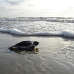 Sand Green Sea Turtle Beach Surf Hatchling Ocean